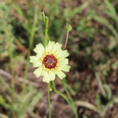 Tolpis barbata (Yellow Hawkweed) at Greenway, ACT - 18 Feb 2023 by MatthewFrawley