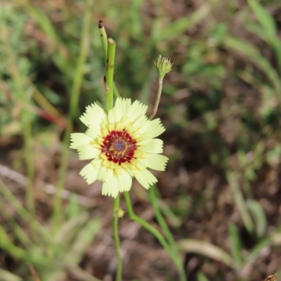 Tolpis barbata (Yellow Hawkweed) at Greenway, ACT - 18 Feb 2023 by MatthewFrawley