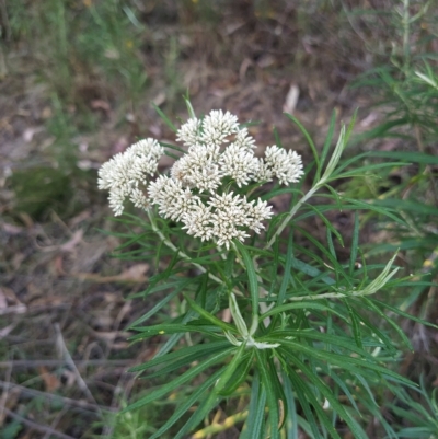 Cassinia longifolia (Shiny Cassinia, Cauliflower Bush) at Fadden, ACT - 18 Feb 2023 by KumikoCallaway