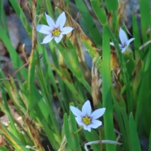 Sisyrinchium rosulatum at Symonston, ACT - 18 Feb 2023 11:40 AM