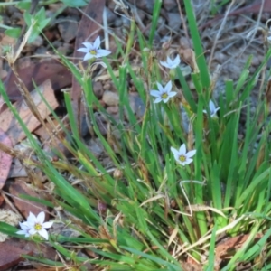 Sisyrinchium rosulatum at Symonston, ACT - 18 Feb 2023