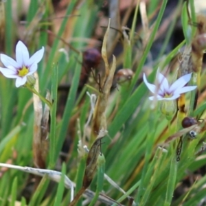 Sisyrinchium rosulatum at Symonston, ACT - 18 Feb 2023