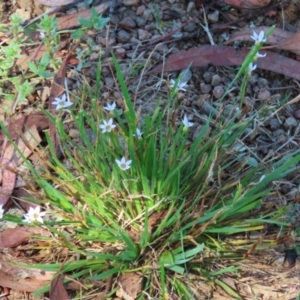 Sisyrinchium rosulatum at Symonston, ACT - 18 Feb 2023