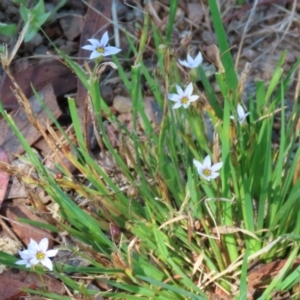 Sisyrinchium rosulatum at Symonston, ACT - 18 Feb 2023