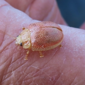 Paropsis atomaria at Symonston, ACT - 18 Feb 2023