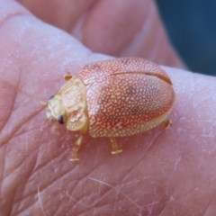 Paropsis atomaria at Symonston, ACT - 18 Feb 2023