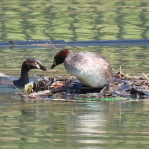 Tachybaptus novaehollandiae at Symonston, ACT - 18 Feb 2023