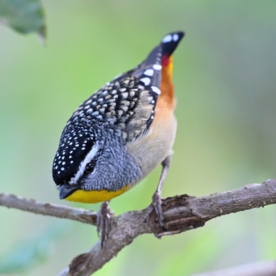 Pardalotus punctatus (Spotted Pardalote) at Thirlmere, NSW - 10 Sep 2022 by Freebird