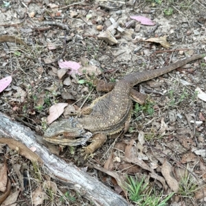 Pogona barbata at Aranda, ACT - suppressed