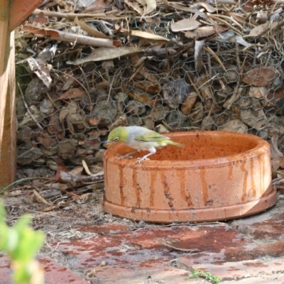 Zosterops lateralis (Silvereye) at Aranda, ACT - 18 Feb 2023 by KMcCue