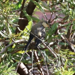 Acanthorhynchus tenuirostris at Aranda, ACT - 18 Feb 2023