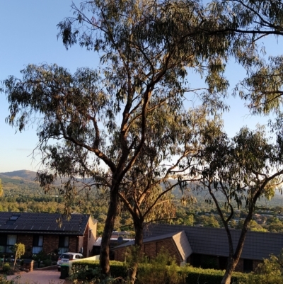 Eucalyptus nortonii (Mealy Bundy) at Fadden, ACT - 18 Feb 2023 by KumikoCallaway