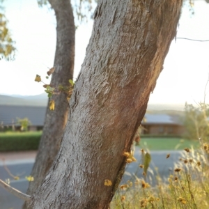 Eucalyptus nortonii at Fadden, ACT - 18 Feb 2023