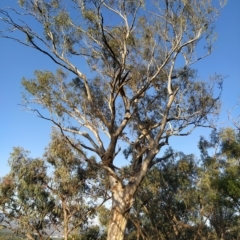 Eucalyptus rossii (Inland Scribbly Gum) at Fadden, ACT - 18 Feb 2023 by KumikoCallaway