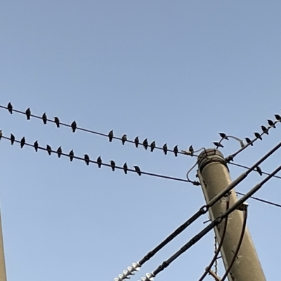 Sturnus vulgaris (Common Starling) at Casey, ACT - 18 Feb 2023 by Hejor1