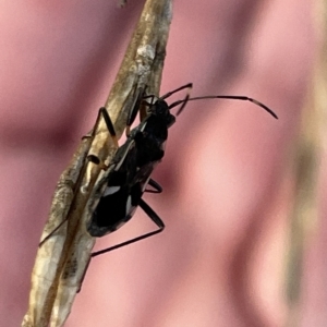 Dieuches sp. (genus) at Casey, ACT - 18 Feb 2023 07:53 PM