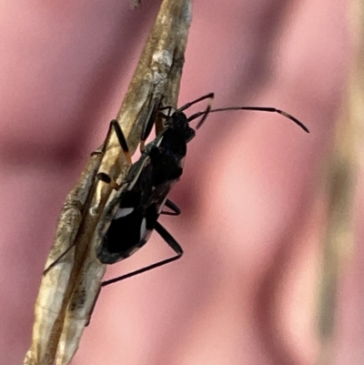 Dieuches sp. (genus) (Black and White Seed Bug) at Casey, ACT - 18 Feb 2023 by Hejor1