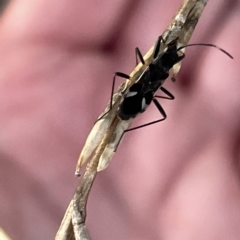 Dieuches sp. (genus) at Casey, ACT - 18 Feb 2023