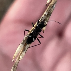 Dieuches sp. (genus) at Casey, ACT - 18 Feb 2023 07:53 PM