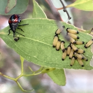 Oechalia schellenbergii at Ngunnawal, ACT - 18 Feb 2023