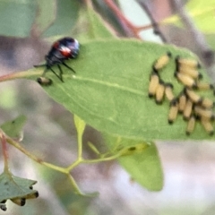 Oechalia schellenbergii at Ngunnawal, ACT - 18 Feb 2023