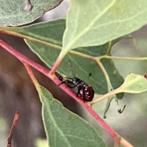 Oechalia schellenbergii at Ngunnawal, ACT - 18 Feb 2023