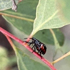 Oechalia schellenbergii at Ngunnawal, ACT - 18 Feb 2023