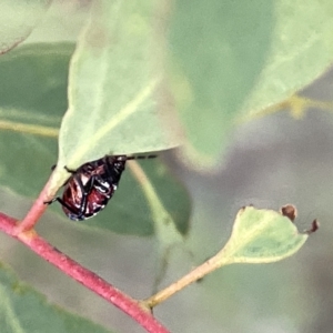 Oechalia schellenbergii at Ngunnawal, ACT - 18 Feb 2023