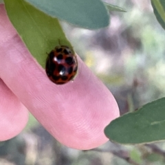 Harmonia conformis (Common Spotted Ladybird) at Ngunnawal, ACT - 18 Feb 2023 by Hejor1