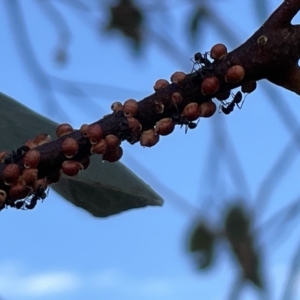 Eriococcus coriaceus at Casey, ACT - 18 Feb 2023