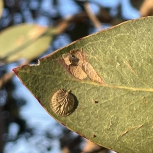 Creiis costatus at Casey, ACT - 18 Feb 2023