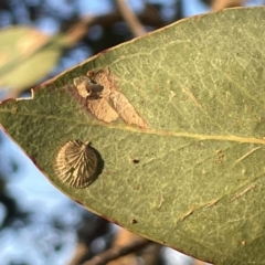 Creiis costatus at Casey, ACT - 18 Feb 2023