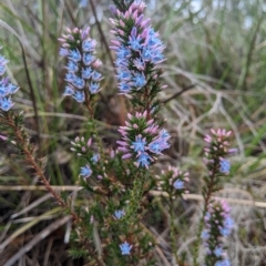 Andersonia caerulea (Foxtails) at Kalgan, WA - 24 Jul 2022 by MattM