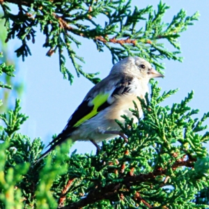 Carduelis carduelis at Murrumbateman, NSW - 17 Feb 2023