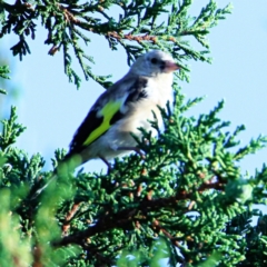 Carduelis carduelis at Murrumbateman, NSW - 17 Feb 2023