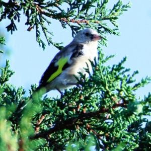 Carduelis carduelis at Murrumbateman, NSW - 17 Feb 2023