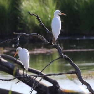 Ardea plumifera at Fyshwick, ACT - 18 Feb 2023