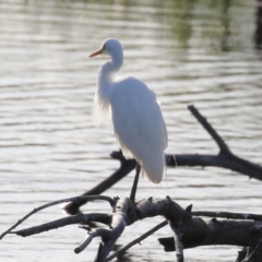 Ardea plumifera at Fyshwick, ACT - 18 Feb 2023