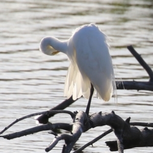 Ardea plumifera at Fyshwick, ACT - 18 Feb 2023