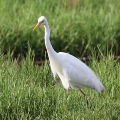 Ardea plumifera at Fyshwick, ACT - 18 Feb 2023