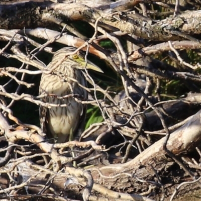 Nycticorax caledonicus (Nankeen Night-Heron) at Fyshwick, ACT - 18 Feb 2023 by RodDeb