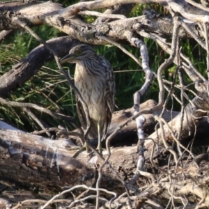 Nycticorax caledonicus at Fyshwick, ACT - 18 Feb 2023