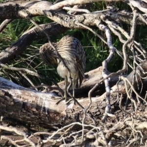 Nycticorax caledonicus at Fyshwick, ACT - 18 Feb 2023