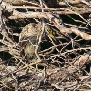 Nycticorax caledonicus at Fyshwick, ACT - 18 Feb 2023