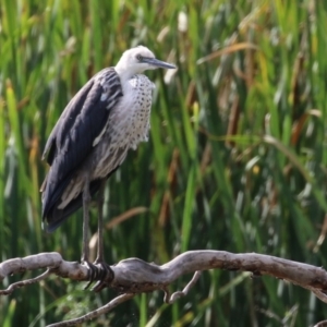 Ardea pacifica at Fyshwick, ACT - 18 Feb 2023