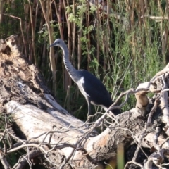 Ardea pacifica at Fyshwick, ACT - 18 Feb 2023