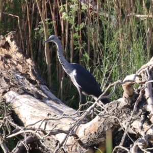 Ardea pacifica at Fyshwick, ACT - 18 Feb 2023