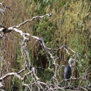 Ardea pacifica at Fyshwick, ACT - 18 Feb 2023 05:57 PM