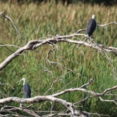 Ardea pacifica at Fyshwick, ACT - 18 Feb 2023