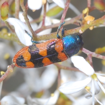 Castiarina crenata (Jewel beetle) at Theodore, ACT - 17 Feb 2023 by Harrisi